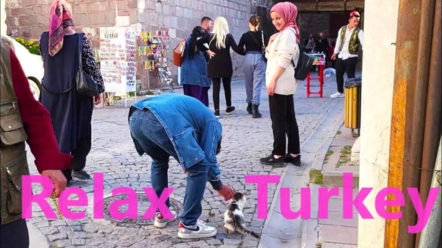 Cute Street Cats. Turkish Travel