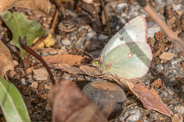 Image of a clouded sulphur butterfly (ID app suggests Colias philodice) on the ground amid small rocks, fallen leaves and stems, and green foliage. Clouded sulphurs have yellow-green wings with white spots, and brown edging. Their bodies and head are covered in long, fine hairs both brown and yellow-green, they have darker yellow-green eyes, two white and brown antennae, and six, slender, segmented legs.