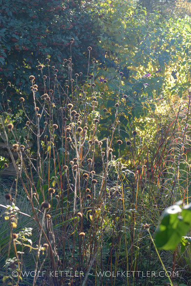 This upright colour photograph shows seedheads (mostly Monarda didyma) against the morning sun. In the background to the left a large cotoneaster and to the right a yellow dogwood.
