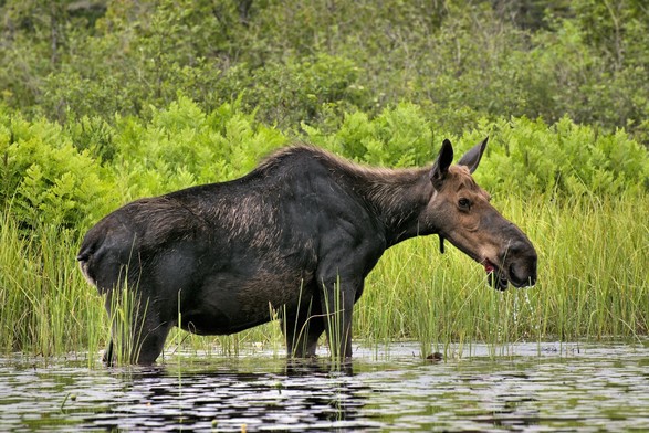 A female moose stands in the water at the marshy edge of a lake while she eats lily pads and grass.