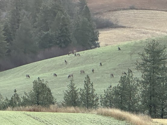 Several elk grazing on sloping green wheat field.