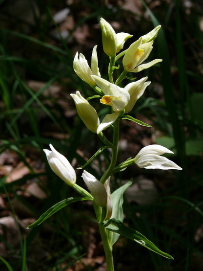 Foto einer kleinen Orchidee mit cremeweißen Blüten. Nur eine der Blüten ist so weit geöffnet, dass das gelbe Mal auf dem Labellum zu sehen ist. Der Hintergrund besteht aus braunem Waldboden mit ein paar Grashalmen.