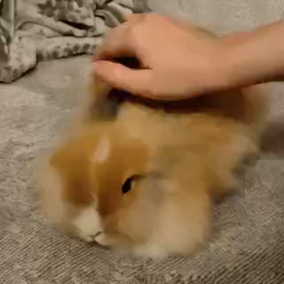 Sanji rabbit being petted