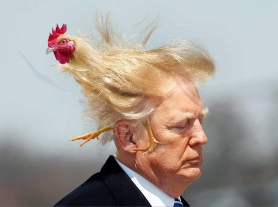 A photoshopped image of trump on a windy day with his weird hair flying around weirdly (as it does) combined with a photo of a golden rooster emerging from a waft of his hair. Except for the bright red comb and wattle around its head, the rooster and the hair are the same color and it's hard to tell where the chicken ends and the hair starts. TFG is staring to the right in the photo while the rooster is facing left, with its legs almost straddling trump's ears. (It sort of looks like the rooster is trying to escape from trump. Smart rooster.) There is no caption or text with the image.