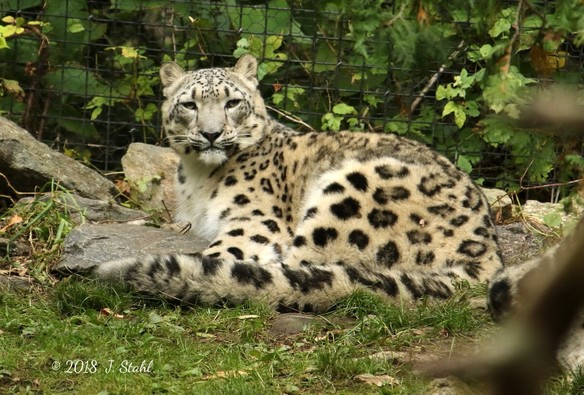 A picture of a snow leopard.