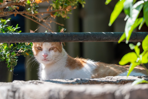 A red-and-white cat in a public park.