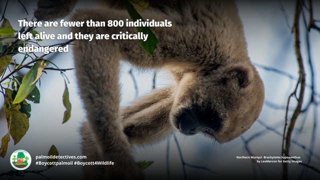 Northern Muriquis are critically #endangered by #hunting, #palmoil, #soy, #meat #deforestation in #Brazil. Help them survive and be #vegan, #Boycottpalmoil #Boycott4Wildlife in the supermarket!  https://palmoildetectives.com/2023/10/01/northern-muriqui-brachyteles-hypoxanthus/ via 
@palmoildetectives