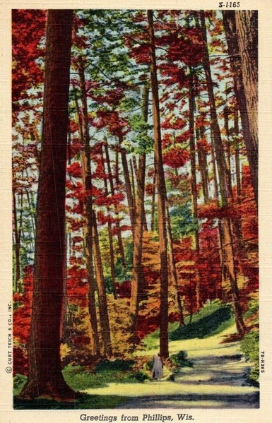 a gentle path amongst fall foliage and tall trees