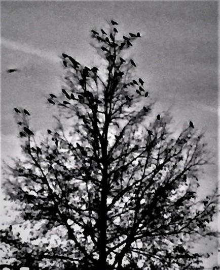 Black and white image of crows massing on a tree in autumn in Northeast Ohio. Image shows a tree mostly bare of leaves, with crows perched on nearly every available branch. It is early morning before sunrise, and the sky is dark, and the crows darker.