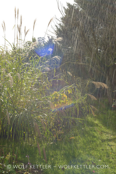 This upright colour photograph shows a tall ornamental grass on the left and a tall spruce tree in the background on the right. The scene is dominated by heavy rain and sunshine.