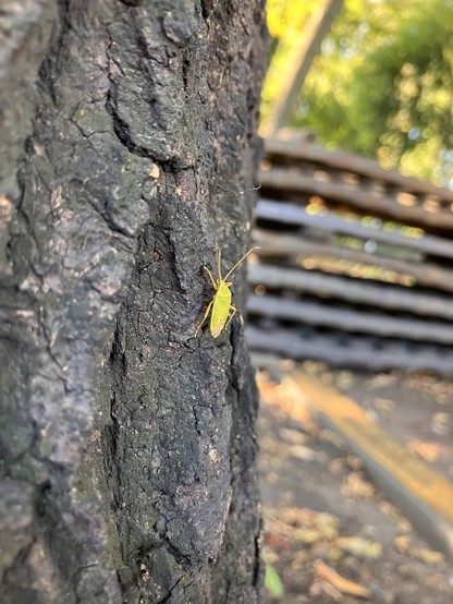 A bright yellow-green shield bug resting on the trunk of a tree, with some yellow-green leaves and metal pallets visible out of focus in the background. Like other shield bugs, its body is flat and pentagon-shaped.