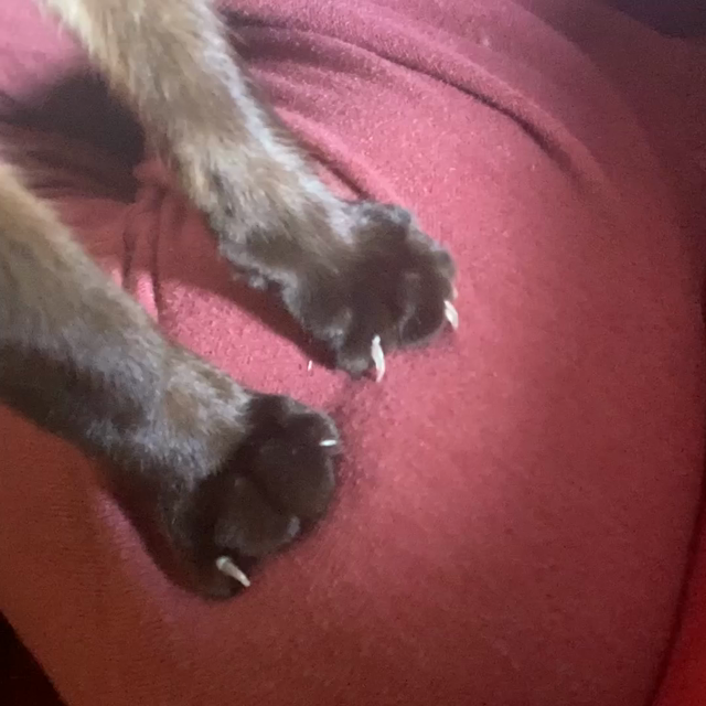 a cat kneading someone’s knees
