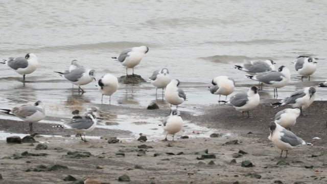 Black, white and gray birds loafing and preening along a gray sandy shoreline