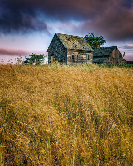 A mid-distance view of a derelict farmhouse and barn under colorful morning clouds of pink and blue. The foreground is covered with tall yellow grass bending under a wind.