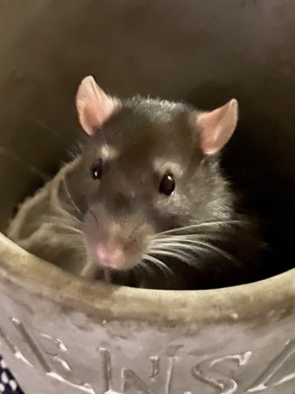 A cute pet rat looking out of a pot, into the camera. He has cute little eyebrows.