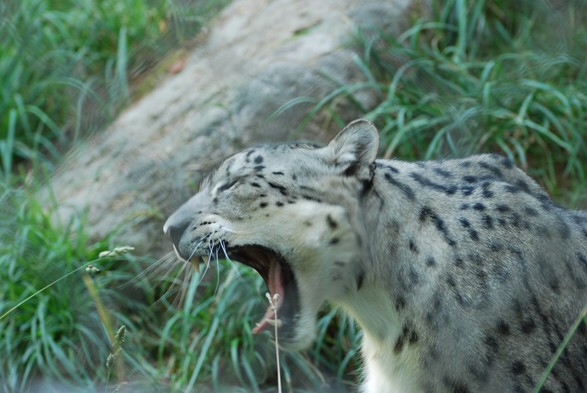 A picture of a snow leopard.