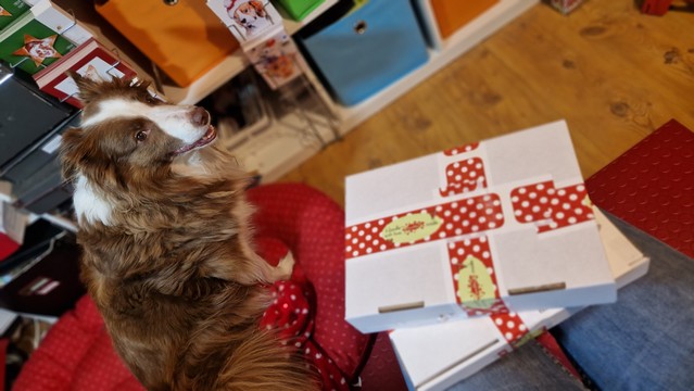 Zwei Pakete auf meinem Schoß , ein Hund sitzt fröhlich davor