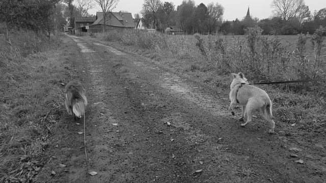 Foto in Graustufen, zwei Hunde laufen mit Abstand auf einem Feldweg