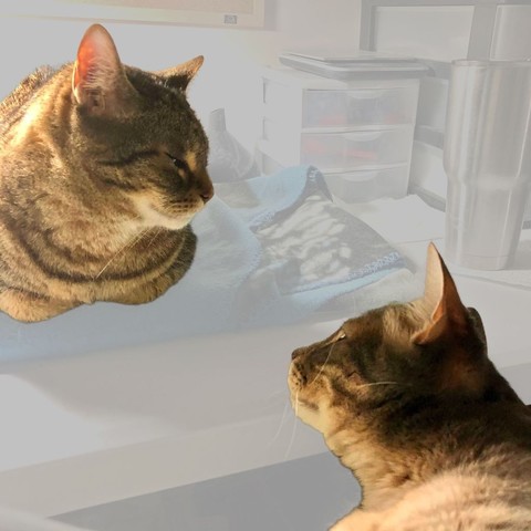 Two cats face each other, one on a desk, one with their chin on the edge of the desk, while the background fades into near invisibility as the two tabby cats connect with their eyes as though they had key lights on them.