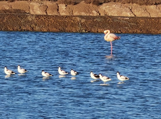 A lone flamingo with rump feathers heavily flushed coral pink stands in a salt pan preening itself.

In front a row of avocets, all facing in the same direction.