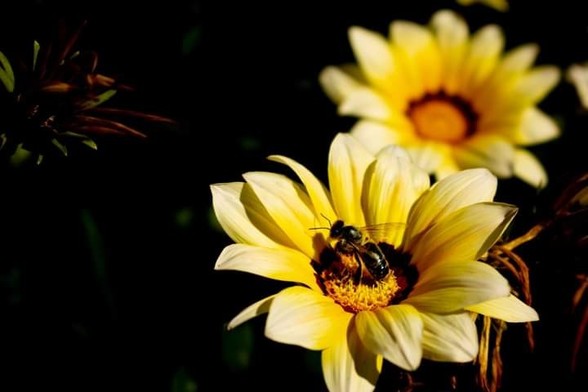 Two bright yellow flowers open in sunlight. One is in sharp focus, with a single bee resting in its centre. Another similar flower is in soft focus behind. The flowers have broad petals tapered to a point.