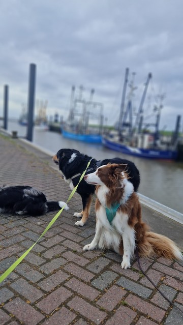 Drei Hunde am Krabbenkutterhafen Wremen
