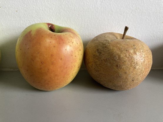 Left: a smooth, mottled green/red/yellow apple. 
Right: a lumpy brown apple
