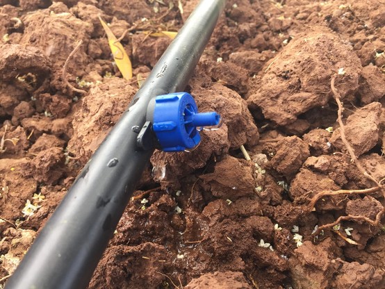 photo - closeup - drip irrigation in field