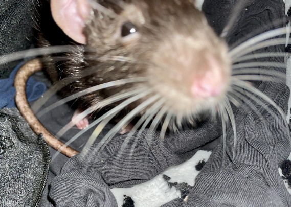 A pet rat sticking his cute face into the camera.