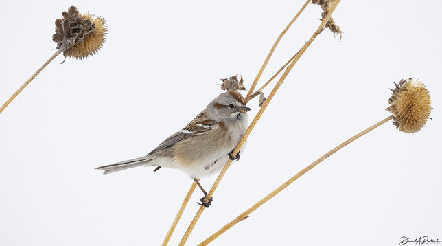 small gray bird with rusty cap, perched on a dried sunflower stalk in front of a white background