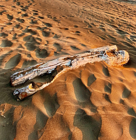 A driftwood log on a sunny sandy beach