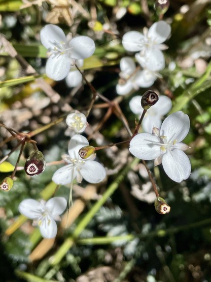 Small white iris with three petals