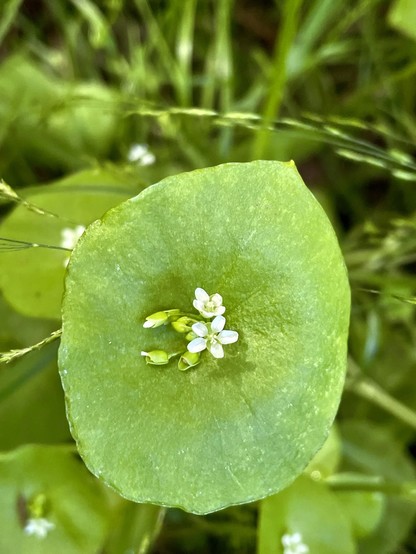 A round green leaf with small white flowers dead centre