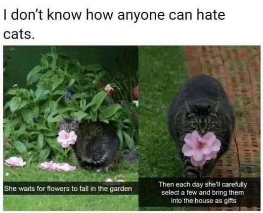 A top text, with a left and right pictures below, each picture having a subtitle over it.

[top text]
I don't know how anyone can hate cats.

[left picture]
*shows a cat picking up a large pink flower with her mouth*
Voice: "She waits for flowers to fall in the garden"

[right picture]
*shows the same cat walking back across the lawn*
Voice: "Then each day she'll carefully select a few and bring them into the house as gifts"