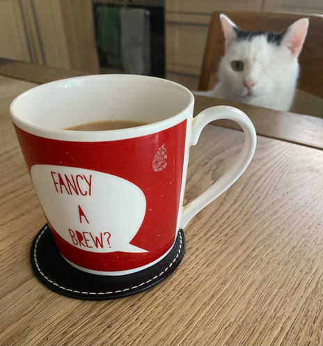 A one eyed cat sits at the breakfast table, looking at a cup of tea