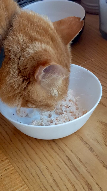 vidéo de tourou, qui fait énormément de bruit quand il mange!
