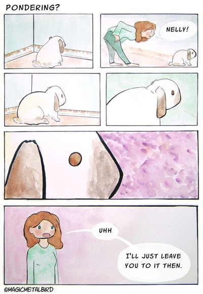 panel of a bluepoint holland lop rabbit sitting facing the wall. the second panel has a person bending over the rabbit, trying to get his attention by calling his name, Nelly. Three panels follow, gradually zooming in. The final panel is of the person saying, "Uhh, I'll just leave you to it then."