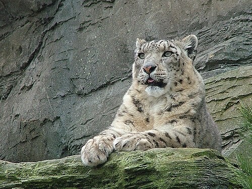 A picture of a snow leopard.