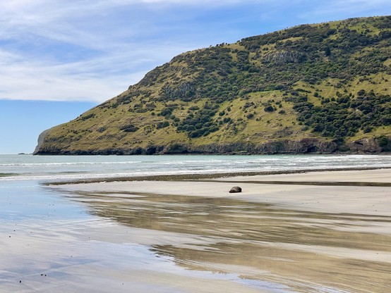 A seal rests on the sand in the middle of the bay, near the water’s edge