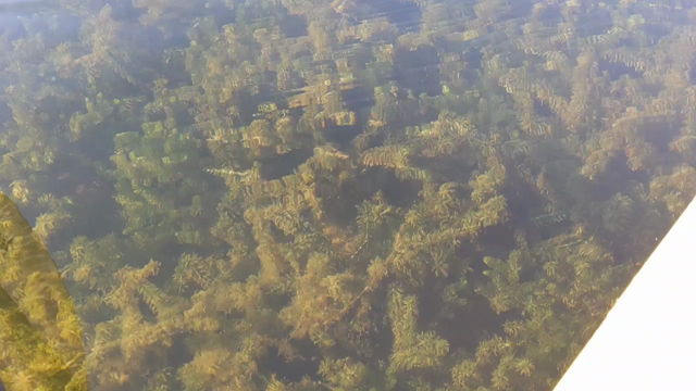 Video of underwater plants, panning up to show colored trees on the shoreline.