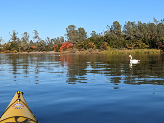 A white swan on a glassy calm lake. The bow of my kayak is in the foreground. In the background is a shoreline with colorful trees.