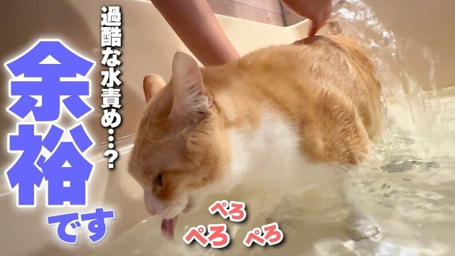お風呂にぶち込まれようが水をかけられようが全く気にしない猫【水責め】