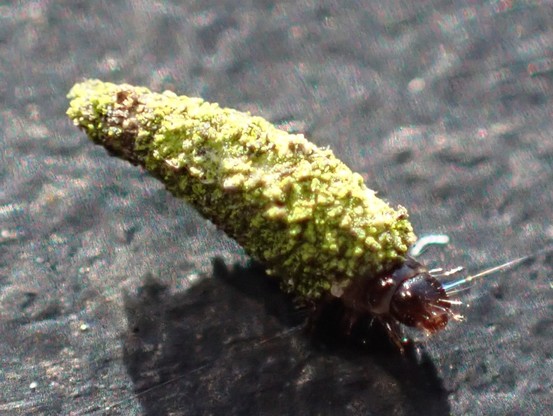 A tiny caterpillar in a case made of silk and lichen bits.
