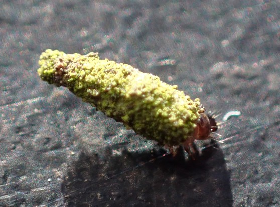 A tiny caterpillar in a case made of silk and lichen bits.