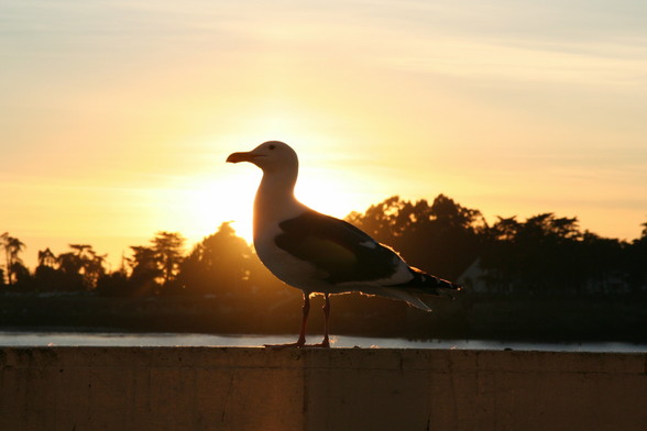 Pigeon standing on a rail in front of sunset over trees and water.