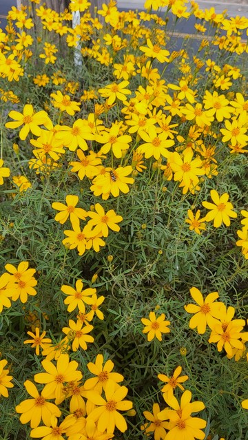 A bush covered with yellow daisy like flowers. In the center is a flower with a fly on it that is the size and stripes of a honeybee.