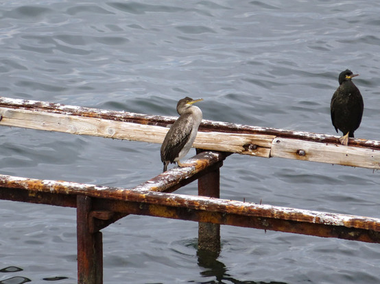 A photo of a brown/grey cormorant with a shiny yellow beak standing on a pier in the sea. It looks like it is enjoying itself.
Next to it is a grumpy looking black cormorant.