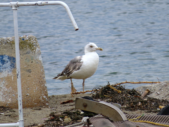 A photo of a seagull on a pier in front of a pile of seaweed and other stuff. The seagull looks a bit rained-on and is probably in need of a hot tea now.