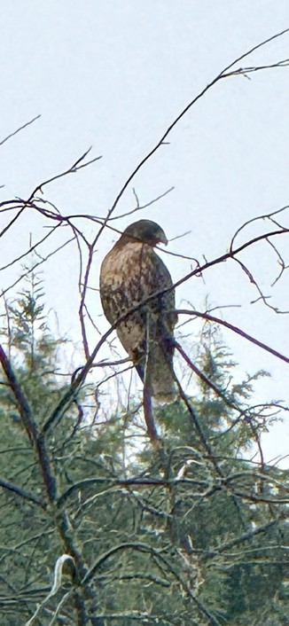 A red-shouldered hawk sits outside on a dead tree in the afternoon clouds.
