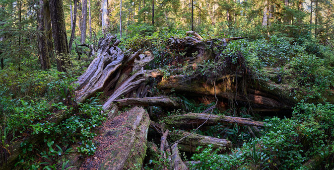 This image shows several downed trees, with numerous standing trees in the background. Much of the logs have already been covered with ferns, mosses, lichens, salal, etc. But on the left there's a flat section of cedar trunk that looks like it would make a lovely bench.
